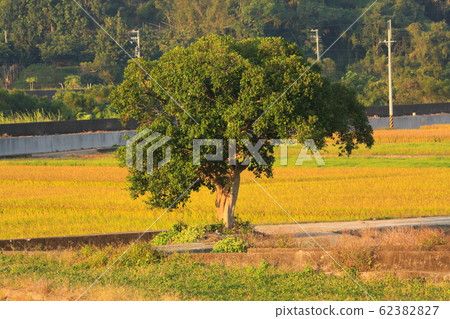 豐收的稻田 田野 62382827