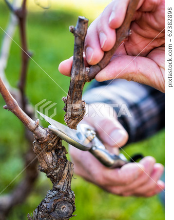 Farmer pruning the vine in winter. Agriculture. 62382898