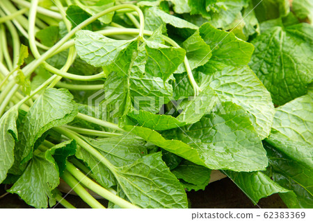 Wasabi leaves 62383369