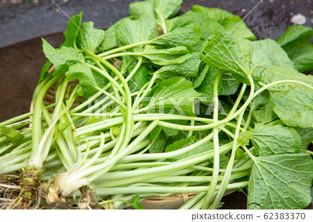Wasabi leaves 62383370