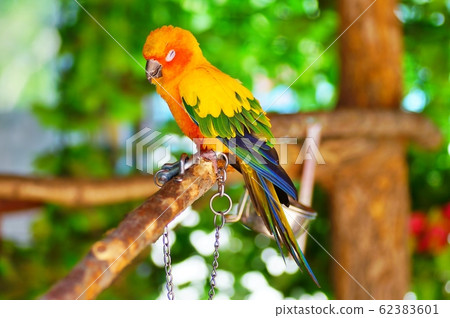 Kokane墨西哥長尾小鸚鵡 62383601