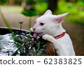 a white cat hanging sink. kitten thirsty and lick a water. adorable pet. 62383825