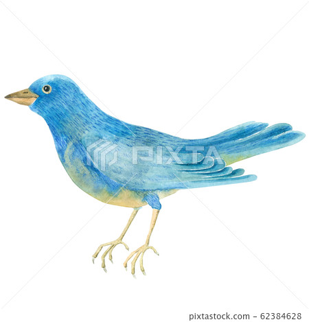 Watercolor blue bird 62384628