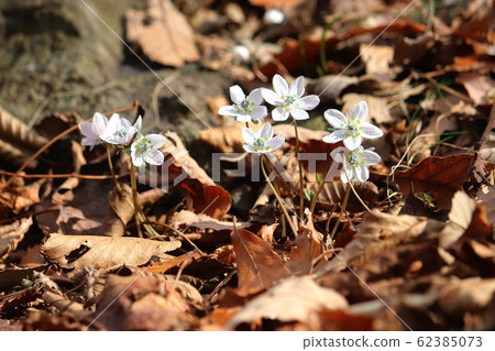 A wild flower 62385073