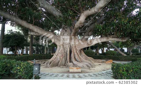 Gimbal middle shot of a big tree in the center of the park Gimbal middle shot of a big tree in the center of the park 62385302