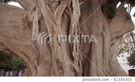 Close up tilt down shot of big tree trunk 62385303