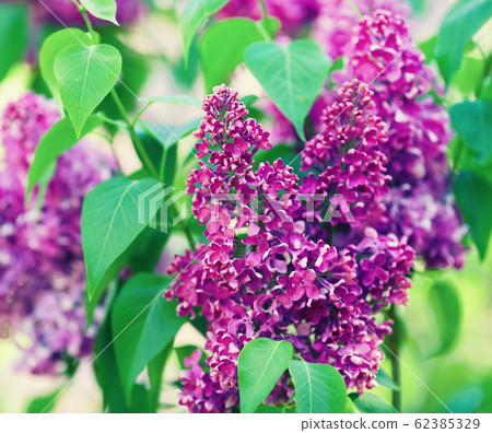 Branch of blossoming lilac Branch of blossoming lilac 62385329