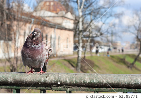 A dove sits on the fence of the bridge A dove sits on the fence of the bridge 62385771