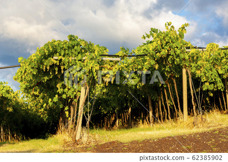 View over La Fitta vineyard, Veneto, Italy View over La Fitta vineyard, Veneto, Italy 62385902