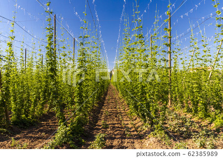 Hop field in Zatec region, Czech Republic 62385989
