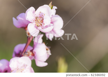 detail of blossom peach tree 62386092