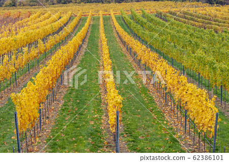autumn vineyards near Retz, Lower Austria, Austria 62386101