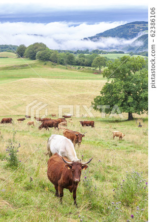 cow in central Burgundy, France 62386106