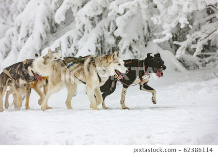 sledge dogging, Sedivacek's long, Czech Republic sledge dogging, Sedivacek's long, Czech Republic 62386114