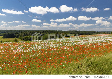 Poppy field, Vysoocina near Zdar nad Sazavou, Poppy field, Vysoocina near Zdar nad Sazavou, 62386155