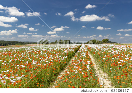 Poppy field, Vysoocina near Zdar nad Sazavou, Poppy field, Vysoocina near Zdar nad Sazavou, 62386157