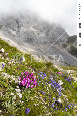 Mountain flora near Mangart, Triglav national Mountain flora near Mangart, Triglav national 62386257