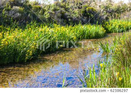Camargue in south Provence, France 62386297