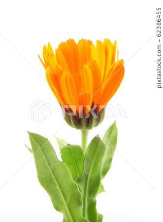 Beautiful Blossoming Yellow Marigold On White Beautiful Blossoming Yellow Marigold On White 62386455