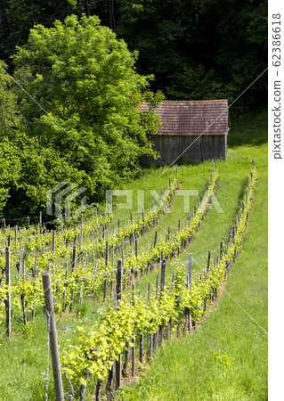 vineyard at the Austrian Slovenian border in 62386618