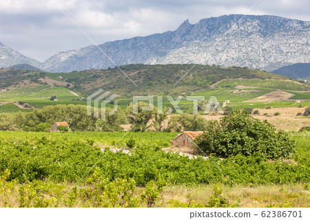 vineyards in the wine region Languedoc-Roussillon, 62386701