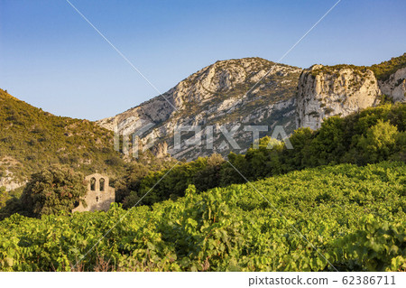 vineyards in the wine region Languedoc-Roussillon, vineyards in the wine region Languedoc-Roussillon, 62386711