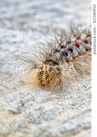 hairy caterpillar hairy caterpillar 62386950