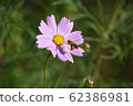 蜂花粉餃子和波斯菊 62386981