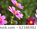 蜂花粉餃子和波斯菊 62386982