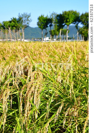 Autumn countryside scenery (Niigata Prefecture) 62387818