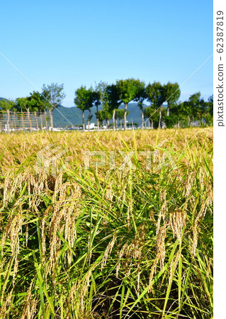 Autumn countryside scenery (Niigata Prefecture) Autumn countryside scenery (Niigata Prefecture) 62387819