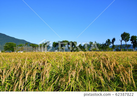 Autumn countryside scenery (Niigata Prefecture) 62387822