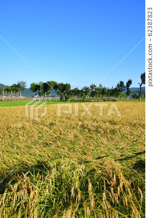 Autumn countryside scenery (Niigata Prefecture) 62387823