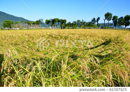 Autumn countryside scenery (Niigata Prefecture) Autumn countryside scenery (Niigata Prefecture) 62387825