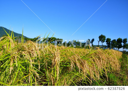 秋天的鄉村風光（新潟縣） 62387826