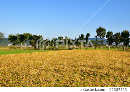 Autumn countryside scenery (Niigata Prefecture) 62387833