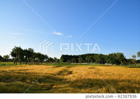 Autumn countryside scenery (Niigata Prefecture) 62387836