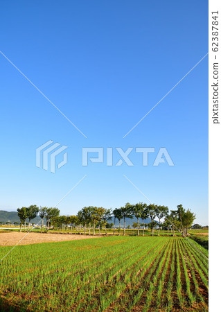 Autumn countryside scenery (Niigata Prefecture) 62387841