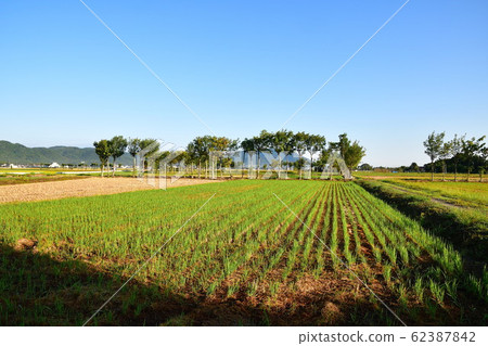 Autumn countryside scenery (Niigata Prefecture) 62387842