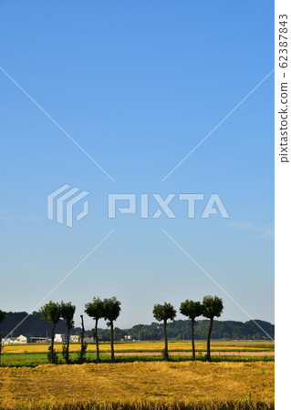 Autumn countryside scenery (Niigata Prefecture) 62387843