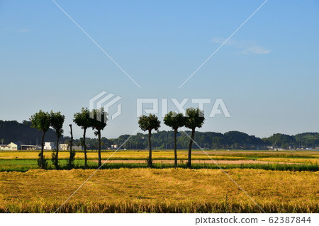 Autumn countryside scenery (Niigata Prefecture) 62387844