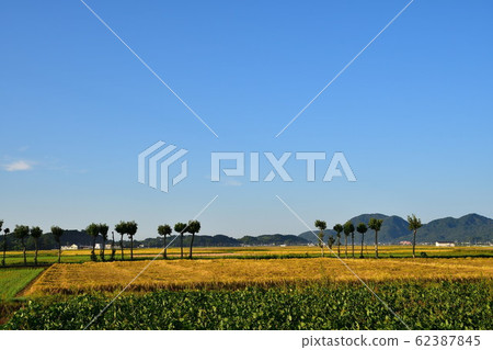 Autumn countryside scenery (Niigata Prefecture) 62387845