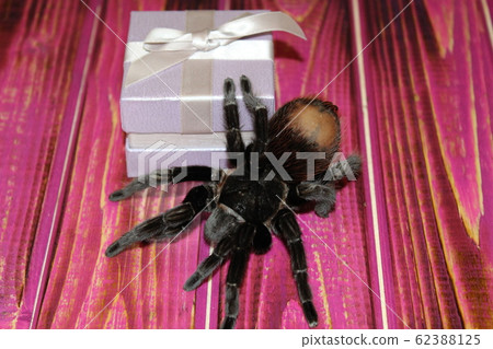 Spider Brachypelma albopilosum in natural forest 62388125