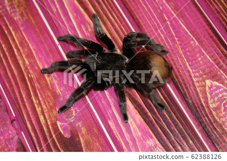 Spider Brachypelma albopilosum in natural forest 62388126