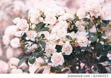 Summer blossoming delicate roses in garden, rose blooming flowers shrub, pastel and soft bouquet floral card, selective focus, shallow DOF, toned Summer blossoming delicate roses in garden, rose blooming flowers shrub, pastel and soft bouquet floral card, selective focus, shallow DOF, toned 62389353