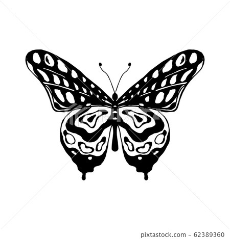 Vector illustration of butterfly 62389360