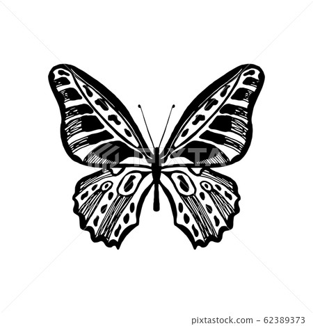 Vector illustration of butterfly. 62389373