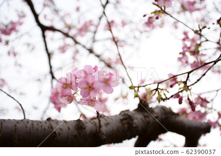 Kawazu cherry tree 62390037