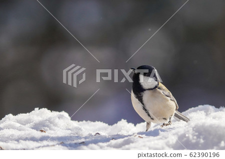 Great tit 62390196