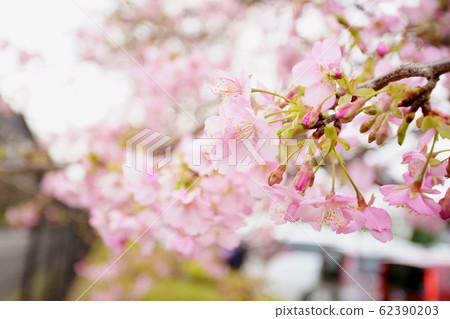 河津櫻花 河津櫻花 62390203